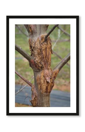 Chestnut tree with Blight