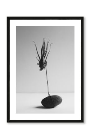 Tillandsia