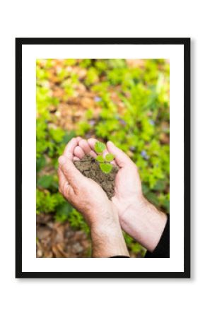 Male hands holding a seedling  with soil. Global warming. Planting a trees.