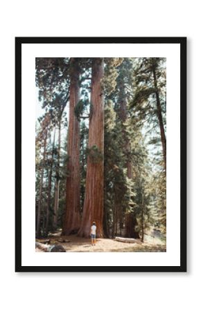 Back view of lonely active man walking on road along healthy high big trees in Sequoia Park