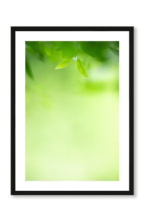 Nature of green leaf in garden at summer. Natural green leaves plants using as spring background cover page greenery environment ecology wallpaper