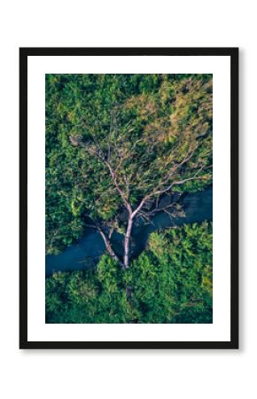 Drone view of fallen tree over stream in green forest