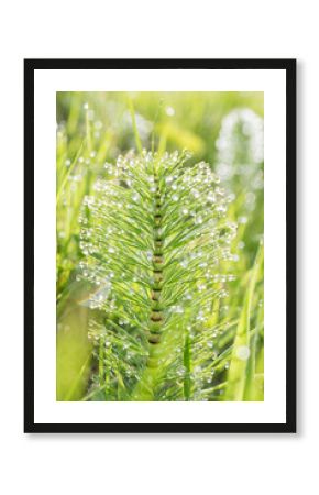 Close up of dew covered plant in morning sunlight