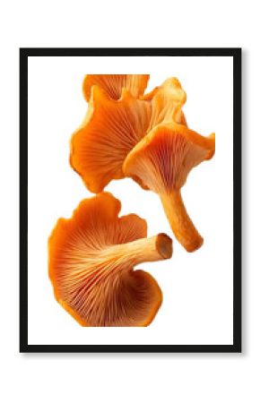 Isolated Photo Of Orange Chanterelle Mushrooms With Transparent Background