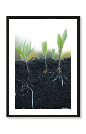 Young corn shoots with roots with soil cut