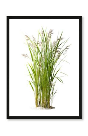 Lush Reeds in Wetland Environment Creating Vibrant Natural Habitat