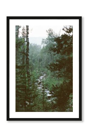 Lush forest landscape with a winding stream at dusk in the mountains