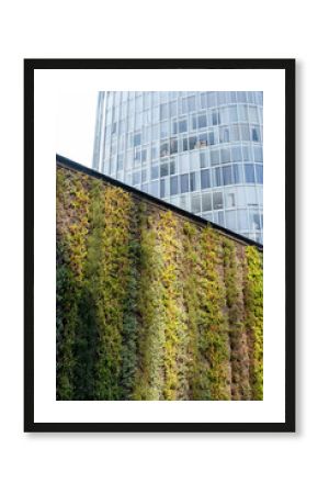 Lush green wall on contemporary urban facade in Mexico City, highlighted by contrast with adjacent tower and morning shadows, for themes of ecology and city design.