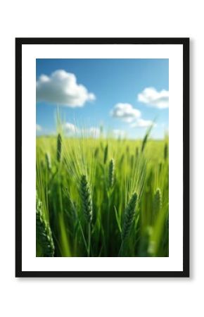 Vibrant green field of barley waving gently in breeze, under bright blue sky with fluffy clouds. Sunny day, idyllic rural scenery. Farming, eco agriculture concept. Harvest time, fresh produce,