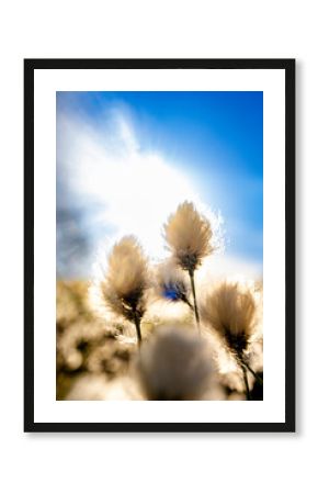 Backlit Wollgras in Himmelmoor nature reserve, Quickborn, Germany