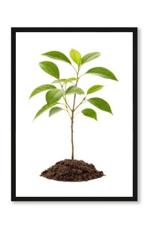 Lush Green Sapling with Vibrant Leaves Growing in Rich Soil against a transparent background Ideal for Environmental or Growth Concepts