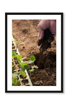 Planting seedlings