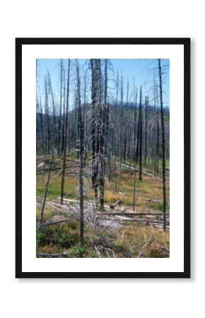 incendie, repousse, Parc national du Yellowstone, Etats Unis, USA