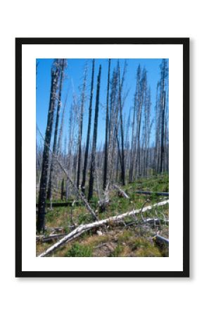 incendie, repousse, Parc national du Yellowstone, Etats Unis, USA