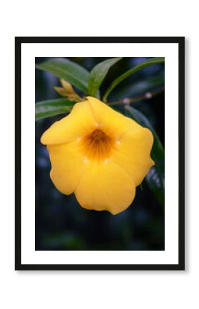 fiore giallo natura Costa Rica viaggio flower yellow nature trip gentilezza bellezza ecologia foresta