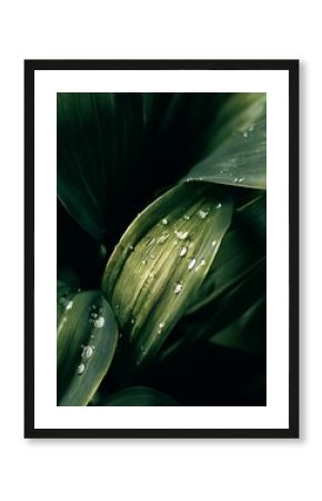 Close-up of Lush Green Leaves with Dew Drops