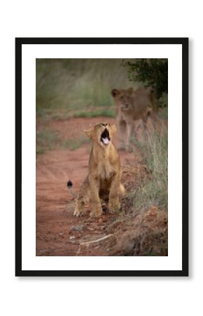 Jeune lionceau qui baille