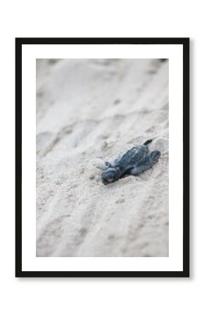 Bébé tortue marine sur le sable