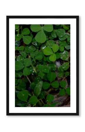 green leaves on the ground