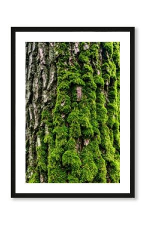 Moss-covered tree trunk (1)