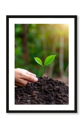New sprout in soil, nurturing hand