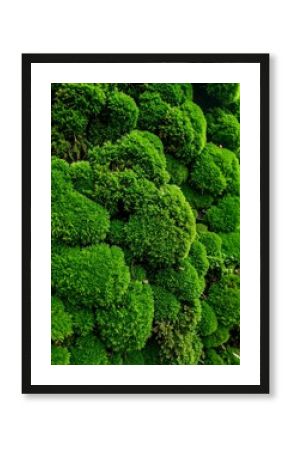 Close-up of a textured wall of vibrant green moss