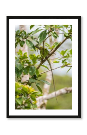 Green Iguana In Costa Rica, Verical Portrait  