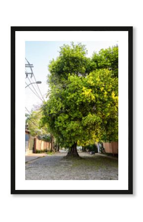 Large urban tree coexisting with houses and power lines in Asuncion, Paraguay