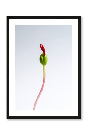 Semilla verde germinando con un brote rojo como símbolo de vida nueva, naturaleza crecimiento, esperanza, y desarrollo, futuro para campañas de medio ambiente y sostenibilidad en proyectos de ecología