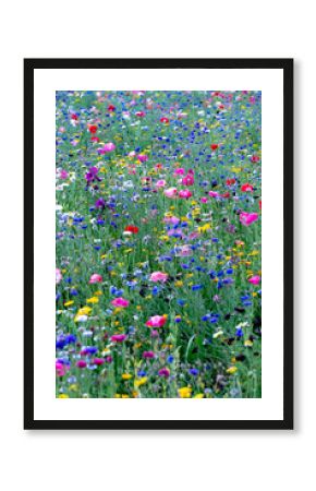 Blooming wildflower field with multicolored blossoms in spring