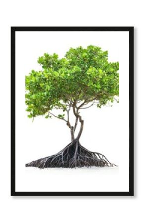 Beautiful lush green tree with vibrant foliage, healthy roots, and scenic natural landscape showcasing outdoor greenery and lush botanical environment for nature lovers