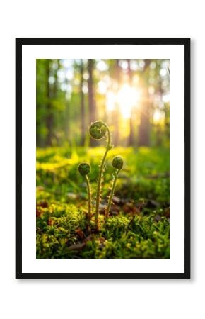 Young fern sprouts emerge from mossy forest floor, backlit by golden sunlight