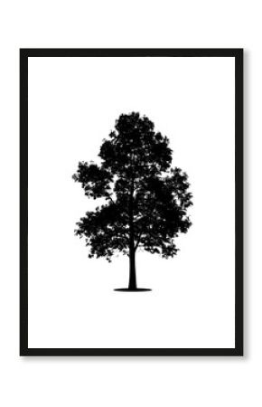 A silhouette of a mature deciduous tree against a stark white background