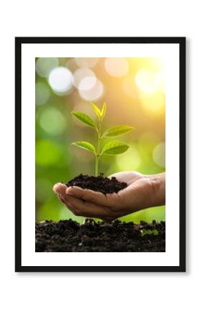 A hand carefully holds a small plant, earth and sunlight visible