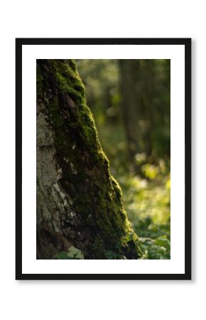 Moss growing on tree trunk in forest sunlight 