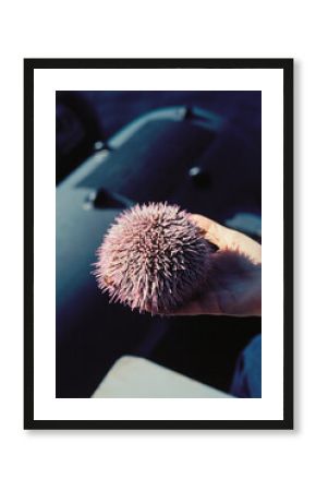 Hand Holding a Sea Urchin, Scottish Coast, Scotland 