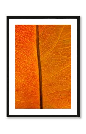 autumn leaf texture