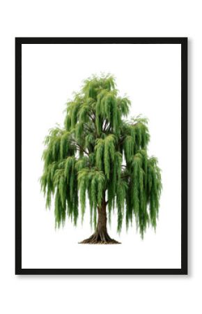 Willow Tree — Isolated on transparent png Background