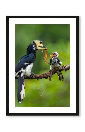 A parent bird feeds its young, perched on a branch in a vibrant, natural environment. The bird holds insect prey