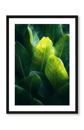 Overlapping green leaves with sunlight filtering through, creating a bright natural texture.