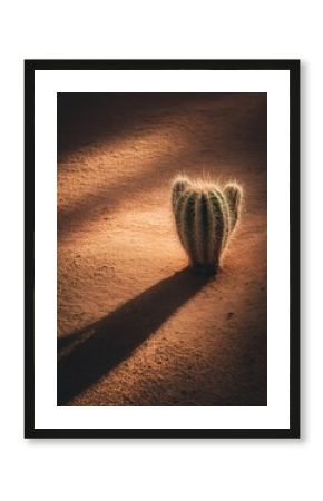 A cactus plant stands alone in the arid desert illuminated by sunlight.