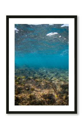 School of fish swimming near the ocean floor.