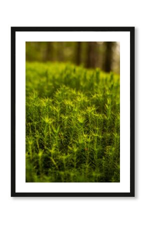 Close-Up of Moss 