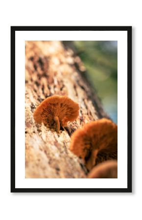 Makroaufnahme von Pilzen auf einem Baumstamm mit bokehhaftem Hintergrund in natürlichem Licht