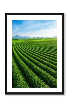 A lush green field of growing soy plants with vibrant leaves under a bright blue sky representing agriculture and growth
