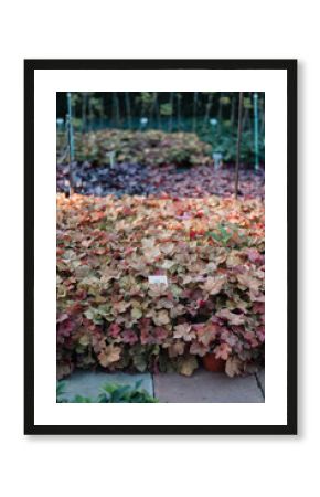 Vibrant Plant Bed in Garden Center