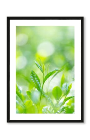 茶葉・茶畑・新茶