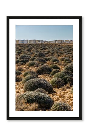 Cactus Field in Arid Moroccan Landscape   