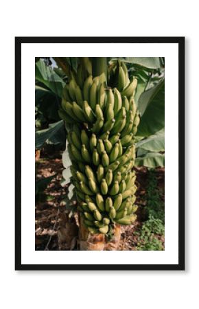Clusters of Green Bananas Hang