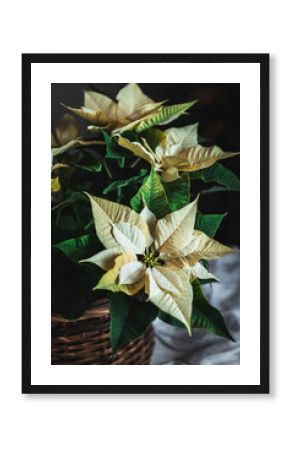Yellow Euphorbia pulcherrima on wooden basket placed on white fabric in dark room background